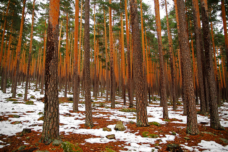 SELVICULTURA E INVENTARIACIÓN FORESTAL (4-234-462-45128-1-2020)